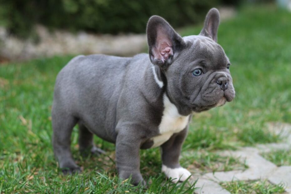 Blue French Bulldog - Tomkings Kennel