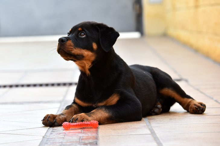 How To Train A Rottweiler Puppy: Rottie Training Timeline – American Kennel  Club