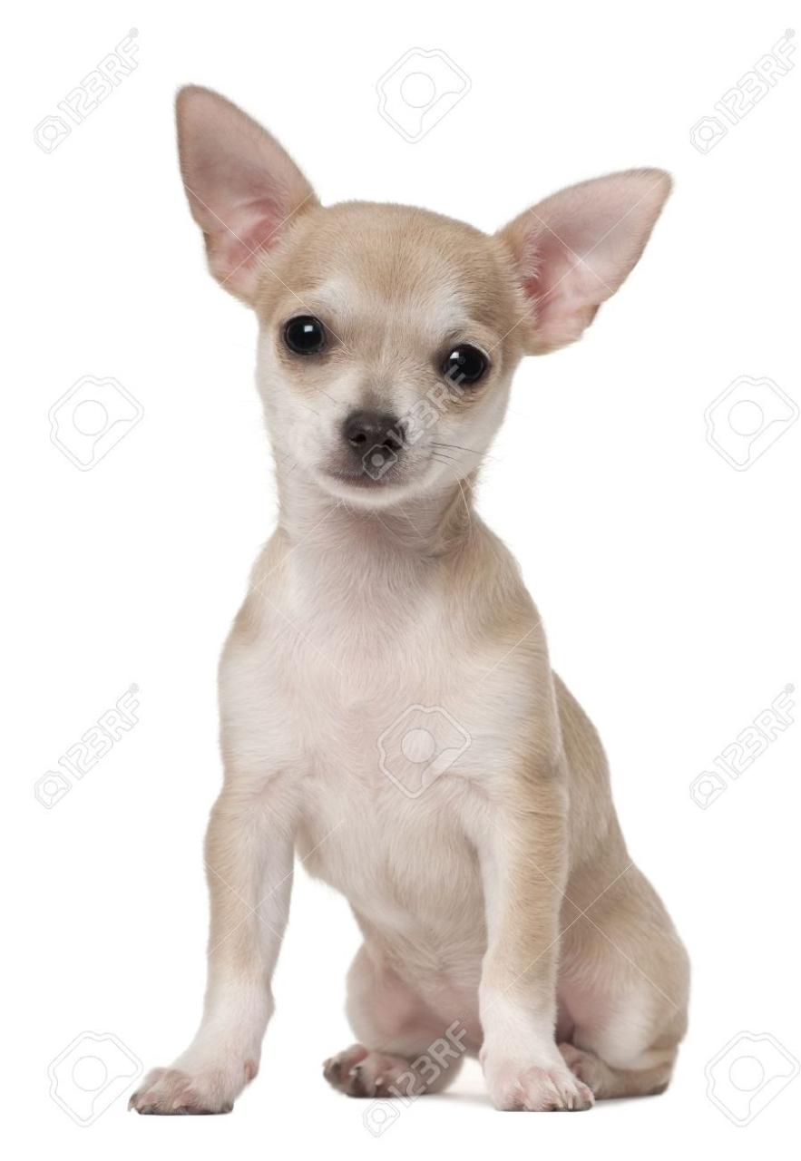 Chihuahua Puppy, 3 Months Old, Sitting Against White Background | Chihuahua  Puppies, Chihuahua, Chihuahua Love