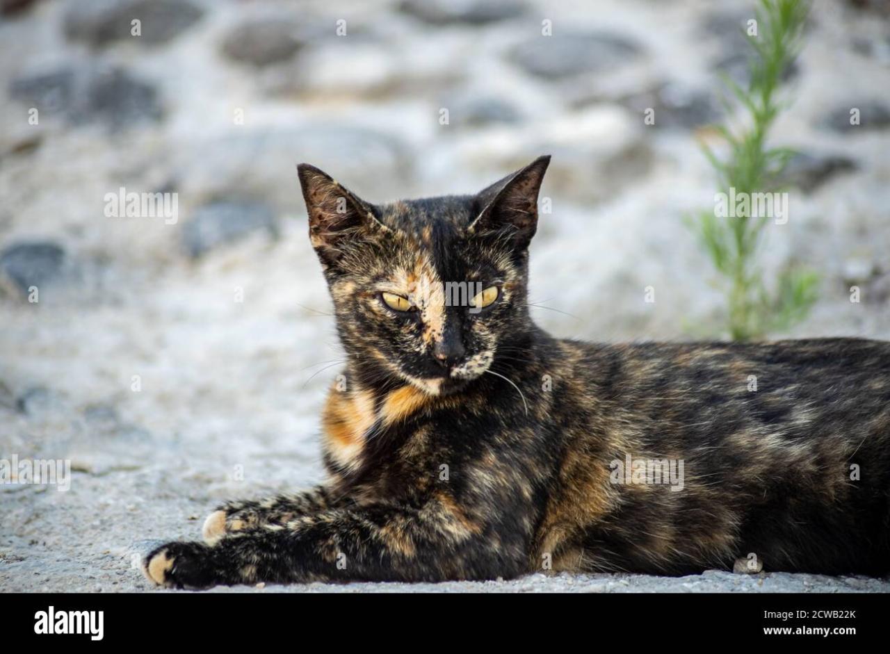 Closeup Of A Gold And Black Cat With Yellow Eyes Lying On A Stone Floor  Stock Photo - Alamy