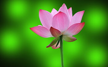 3D Lotus Hd Wallpaper – Làm Mới Màn Hình Của Bạn Với Hình Nền Chất Lượng Cao