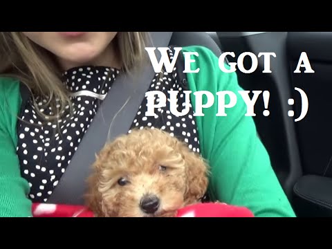 Getting A Puppy! Our 8 Week Old Toy Poodle. - Youtube