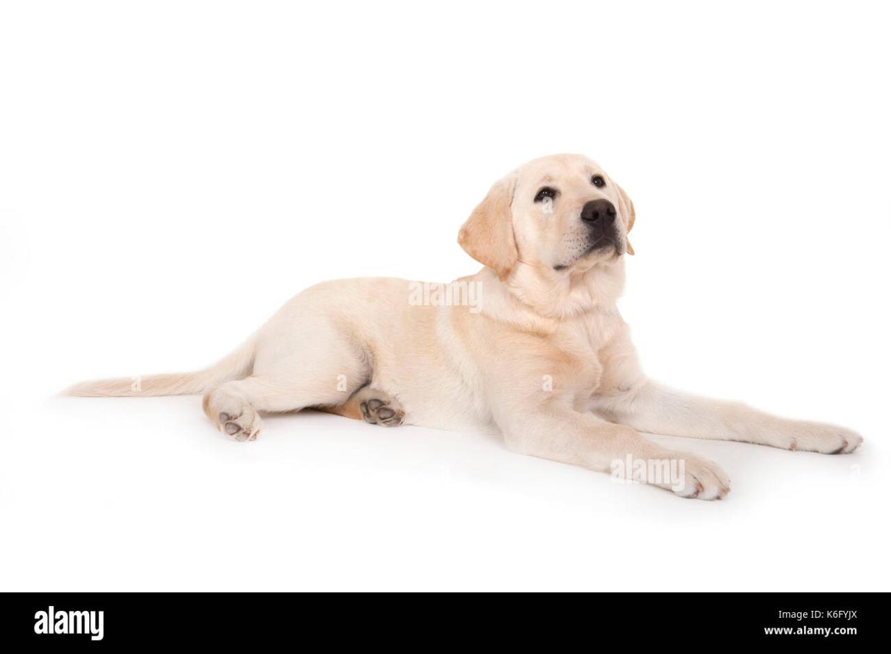 Labrador Puppy 3 Months Old, In Studio, Uk, Laying Down, Looking Up, Alert  Stock Photo - Alamy