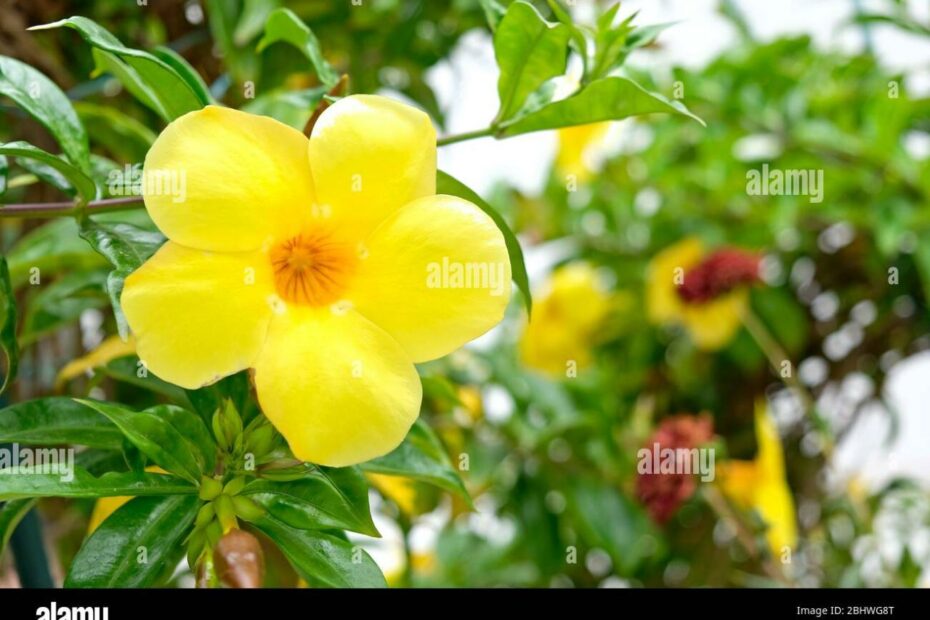 Bài Viết 11 5 Petal Yellow Flower Update