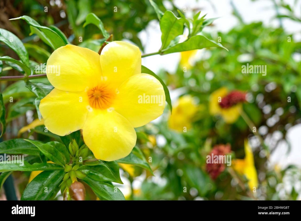 Large Yellow Flower With Five Round Petals, Floral Background Stock Photo -  Alamy