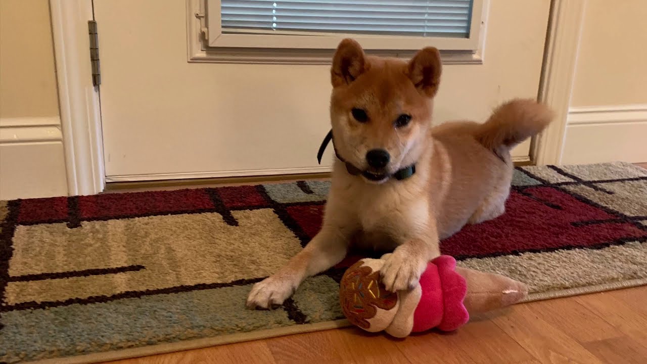 Tochi | 5 Month Old Shiba Inu | Atlanta Shiba Inu Trainers | Board & Train  - Youtube