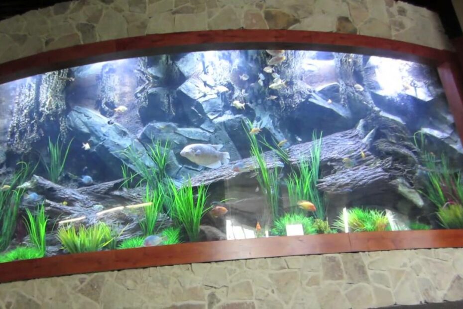 5000 Gallon Fish Tank: Thế Giới Của Những Cá Heo Dưới Đáy Biển