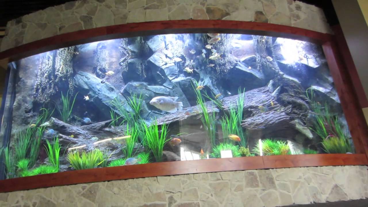 Fish Gallery - Massive Acrylic Aquarium (5000 Gallons) - Youtube