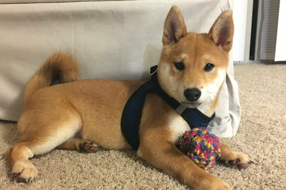 Bài Viết 21 6 Month Old Shiba Inu Update