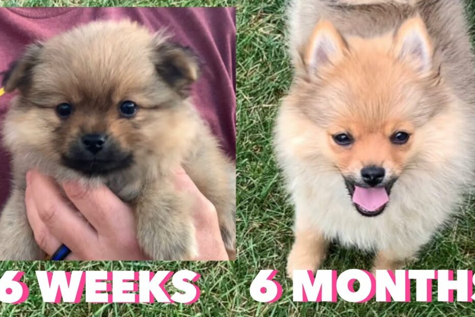 Pomeranian Puppy Growing 6 Weeks To 6 Months In Minutes! #Pomeranianpuppy -  Youtube