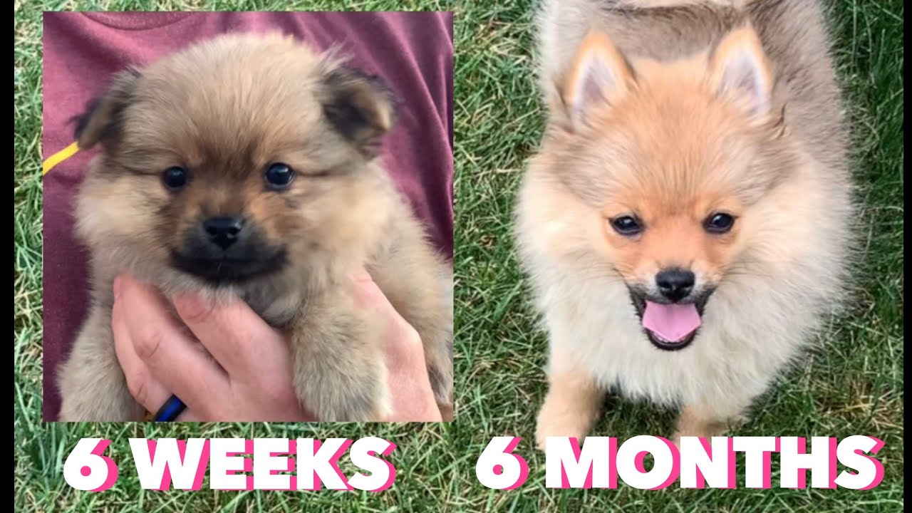 Pomeranian Puppy Growing 6 Weeks To 6 Months In Minutes! #Pomeranianpuppy -  Youtube