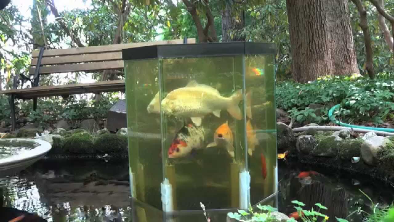 The Fish Penthouse, An Above Water Aquarium - Youtube