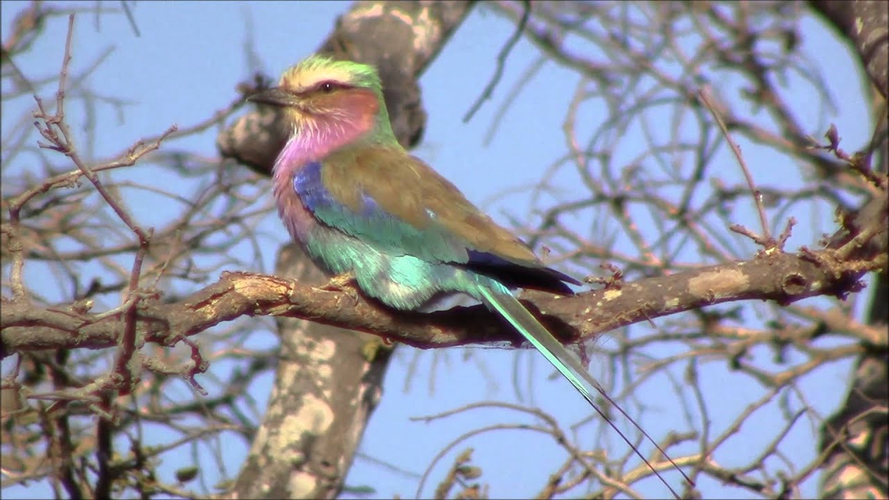 26 Of The Most Colorful Birds On The Planet (And Where To Find Them) |  Justbirding.Com