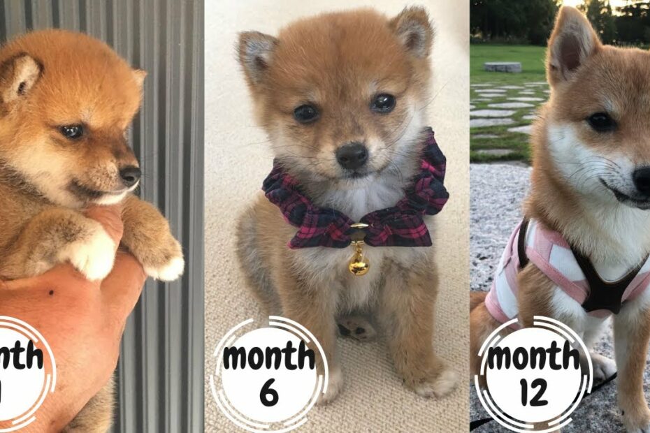 Tổng Hợp 48 3 Month Old Shiba Inu Update