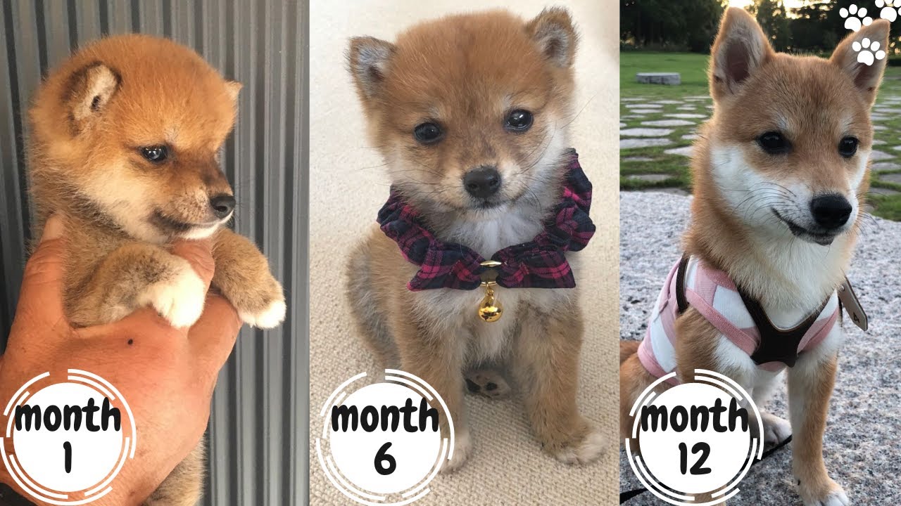 Shiba Inu Puppy Growing Up From Puppy To Adult (3 Weeks To 1 Year) - Youtube