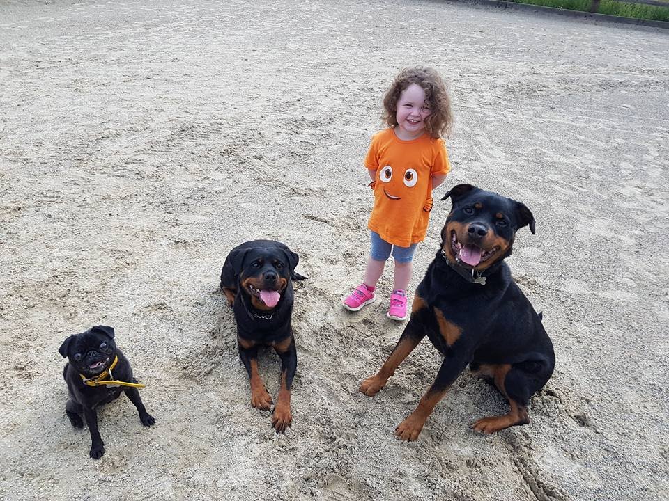 Scarlett - 3 Year Old Child Training Dogs - Pug, Rottweiler & Malinois -  Youtube