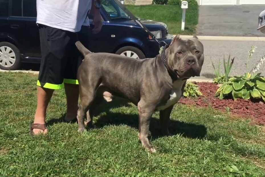 Top 19 Xl Blue Nose Pitbull Update