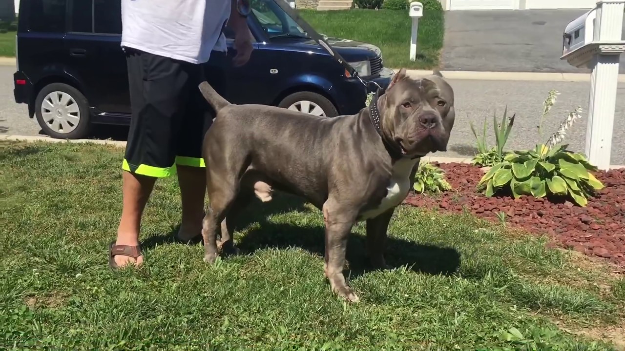 Best Xxl Pitbull On Earth; 28 Inch Head Bluenose Pitbull; Manmade Kennels;  Bullyade Electrolytes - Youtube