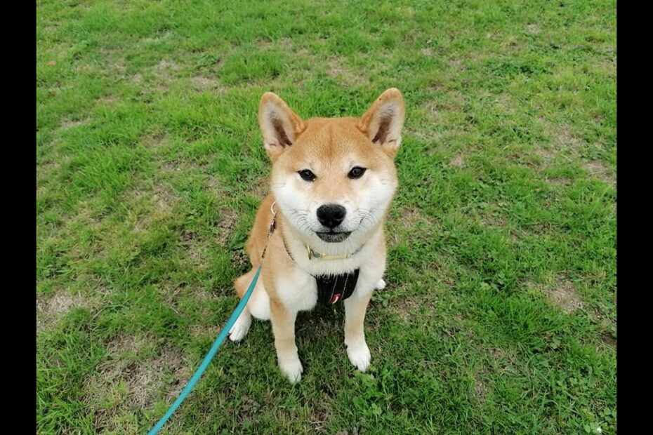 4 Tháng Tuổi Shiba Inu: Hành Trình Phát Triển Đầy Thú Vị