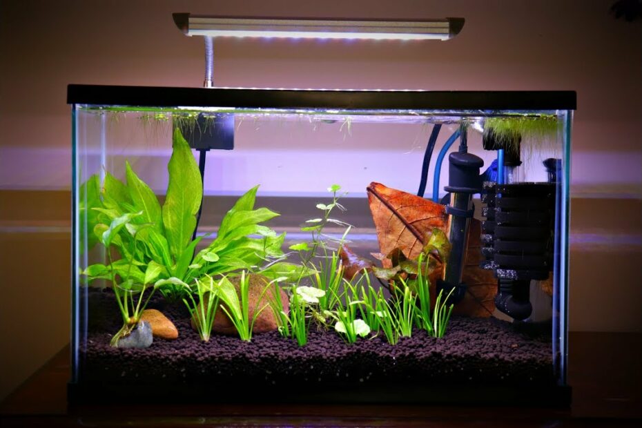 Top 59 5 Gallon Planted Tank Update