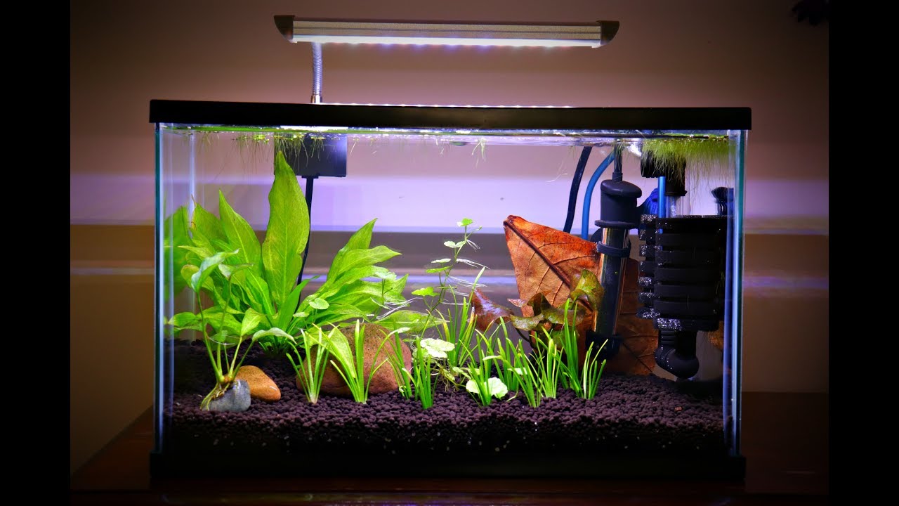 5 Gallon Planted Betta Tank Gets More Plants!!! - Youtube