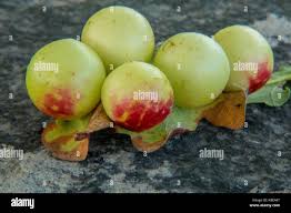 Flyspeck On Grapes: Safe To Eat?