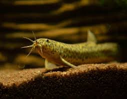 Do Dojo Loaches Eat Snails? The Surprising Truth