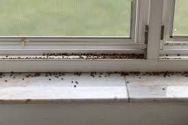 Little Bugs Around Window Sill: How To Identify And Eliminate Them