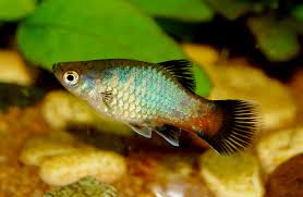 6 Way To Identify Male And Female Platy Fish - Youtube