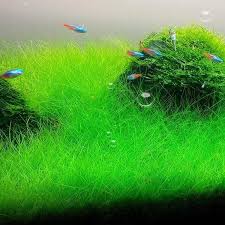 Growing Dwarf Hairgrass From Seed: A Beginner’S Guide