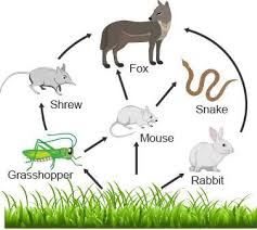 Is A Rabbit A Primary Consumer?  Understanding Food Chains