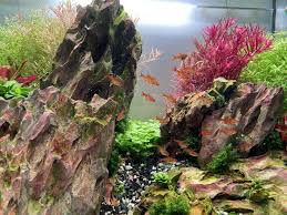 How Many Ember Tetras In A 15 Gallon Tank? A Guide To Stocking