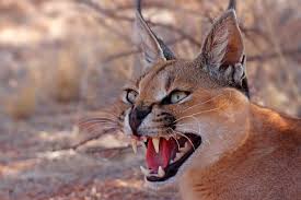 Why Do Caracals Hiss At Everything? The Curious Case Of The Desert Cat