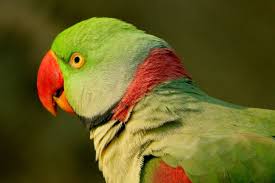 Alexandrine Parrot Legal In India: Everything You Need To Know