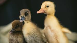 Do Baby Ducks Need A Heat Lamp: Everything You Need To Know