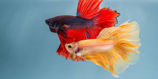 Can Gouramis Live With Bettas: A Guide To Compatibility