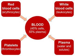 Which Organ Secretes Most Plasma Proteins?