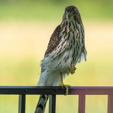 How Much Is A Hawk | Is It Legal To Own A Hawk In The Us?