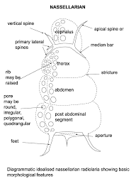 What Are The Main Characteristics Of Foraminiferans, Radiolarians, And Ciliates?