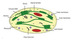 What Are Leucoplasts? Their Function And Importance