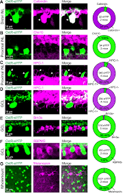 Do Amacrine Cells Fire Action Potentials?