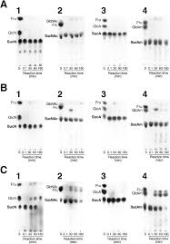 Is Beta Galactosidase A Constitutive Enzyme?