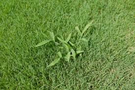 Does Par 3 Kill Crabgrass | What Will Kill Crabgrass But Not The Lawn?