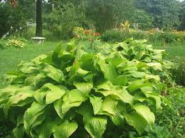 Growing Hostas In Central Florida: Can It Be Done?