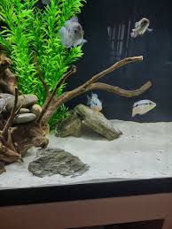 How Many African Cichlids In A 30 Gallon Tank: A Guide To Stocking